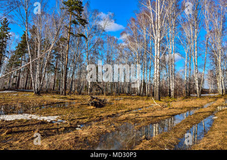 Early spring landscape at the adge of white birch forest with patch of melting snow and puddle of melted water on the yellow dry grass at bright sunny Stock Photo