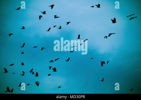 Crows flying in the sky Stock Photo - Alamy