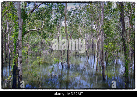 Trees in water in Kakadu National Park Stock Photo