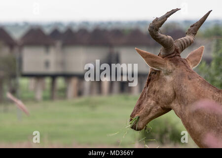antelopes and kudus hartebeest of the savannas tsavo east herbivorous Stock Photo