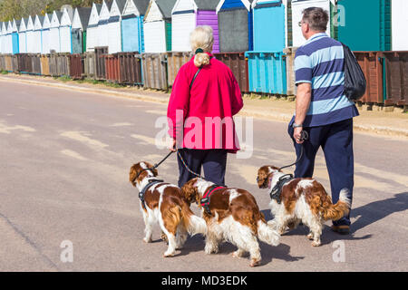 Bournemouth, Dorset, UK. 18th April 2018. UK weather: lovely warm sunny day at Bournemouth beaches with clear blue skies and unbroken sunshine, as visitors head to the seaside to enjoy the warmest day of the year so far. Couple walking dogs along promenade. Mini heatwave. Credit: Carolyn Jenkins/Alamy Live News Stock Photo