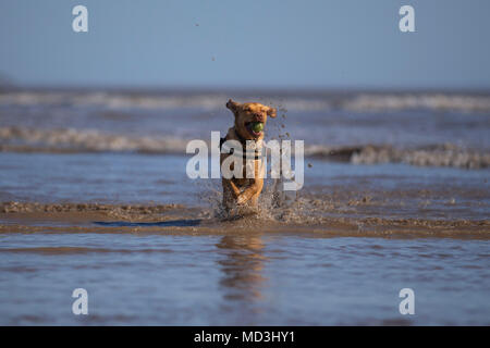 Barry Island, Wales, UK, April 18th 2018. A dog enjoys the Springtime heatwave at Barry Island beach. Credit: Mark Hawkins/Alamy Live News Stock Photo