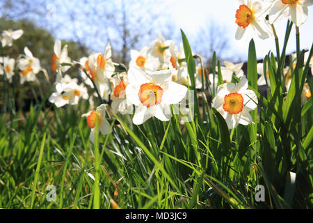 London, UK. 18th April, 2018. Lovely spring weather finally arrives in Queen Mary's Gardens in Regents Park, London. Credit: Monica Wells/Alamy Live News Stock Photo