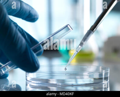 Scientist pipetting sample into petri dish in laboratory Stock Photo