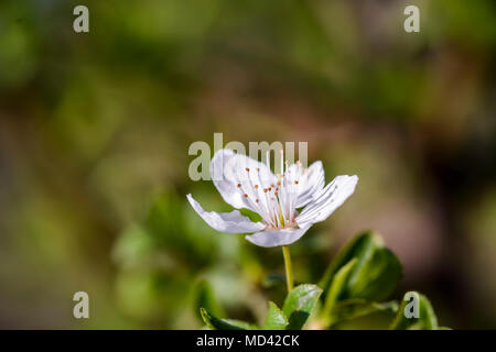 one apricot flower , apricot flower isolated on blurry background Stock Photo