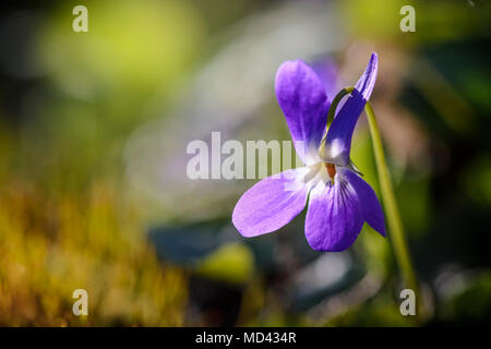 Pansy flower isolated on blurry background Stock Photo