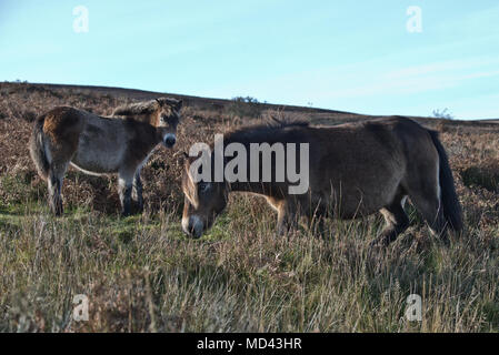 A pair of Exmoor Ponies grazing on the open moors below Dunkery Beacon in the Exmoor National Park, Somerset, England Stock Photo