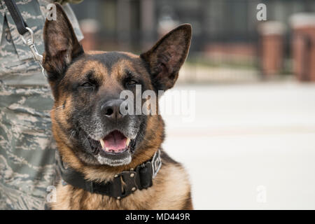 Gip, a military working dog assigned to the 11th Security Support Squadron, stands by his handler, Staff Sgt. Joshua Lawson, as they await the arrival of the President and First Lady of the United States at Joint Base Andrews, Md., March 19, 2018. MWDs work as force multipliers when providing security, using their senses to acknowledge handlers of both visible and invisible threats. (U.S. Air Force photo/Tech. Sgt. Robert Cloys) Stock Photo