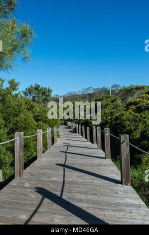 wooden boarwalk through forest and trees Stock Photo