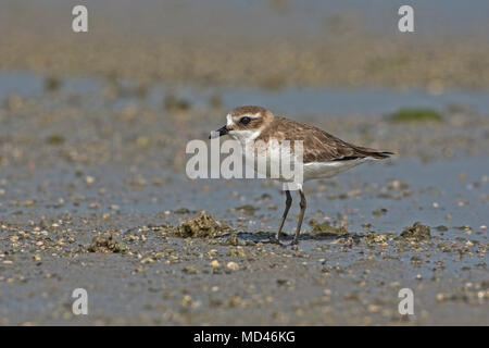 Kentish Plover (Charadrius alexandrinus). Stock Photo