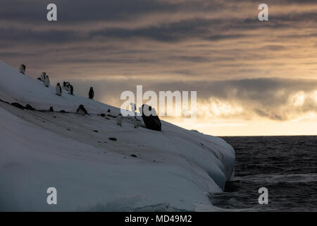 Penguins perch on the side of an iceberg with a large rock embedded off the shore of Deception Island, Antarctica Stock Photo