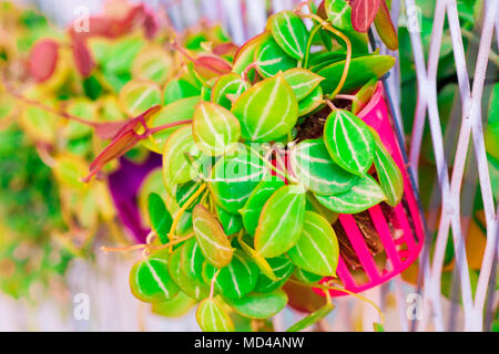 vintage Flower Basket pastel color to Creative  pattern and texture design with  background banner Stock Photo