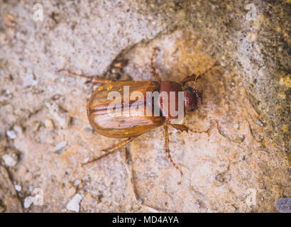 European chafer beetle, June bug, Amphimallon majale, insect, Andalucia, Spain. Stock Photo