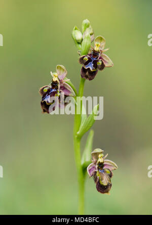 Ophrys x castroviejoi, Hybrid wild orchid Ophrys scolopax x Ophrys speculum, Andalusia, Spain. Stock Photo