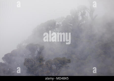 Mist around the cloudforest canopy in La Amistad National Park, Chiriqui province, Republic of Panama. Stock Photo