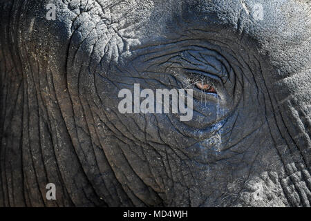 Shaka, the 26 year old African Bull Elephant, parades around his enclosure at Noahs Ark Zoo Farm, Somerset, and is the latest addition to the UK's only African Elephant bachelor group as part of the European Endangered Species Programme, where for the first time in Europe three male elephants have been housed together in a captive environment. Stock Photo