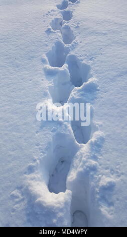 Footsteps in freshly fallen deep snow on cold winter day Stock Photo