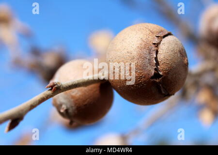 Gall oak, Quercus infectoria tree, Aleppo oak or Manjakani galls closeup on blue sky background during winter Stock Photo