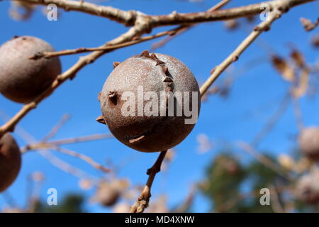 Gall oak, Quercus infectoria tree, Aleppo oak or Manjakani closeup on blue sky and branches background during winter Stock Photo