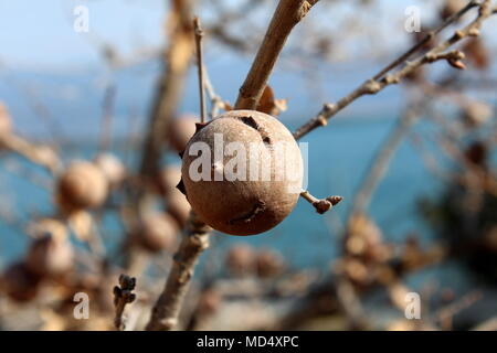 Gall oak, Quercus infectoria tree, Aleppo oak or Manjakani closeup with branches, galls and blue sky in background on sunny winter day Stock Photo