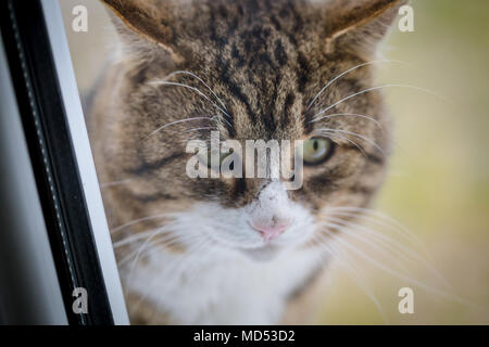 Domestic cat sitting ouside on wooden post of garden fence Stock Photo ...