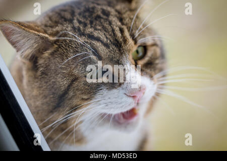 Domestic cat sitting ouside on wooden post of garden fence Stock Photo ...