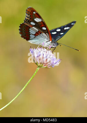 Southern White Admiral butterfly (Limenitis reducta) feeding on knautia flower Stock Photo
