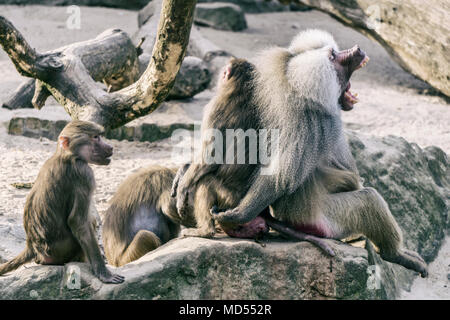 Group of male and female baboons sitting together on rock Stock Photo