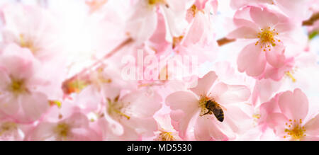 honey bee in cherry blossom Stock Photo