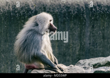 Single male baboon sitting on rock Stock Photo