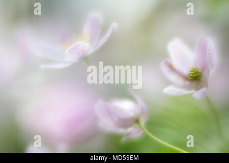 Wood anemones, anemone nemerosa. A beautiful white pink early spring wildflower. These flowers grow in the European deciduous woods Stock Photo