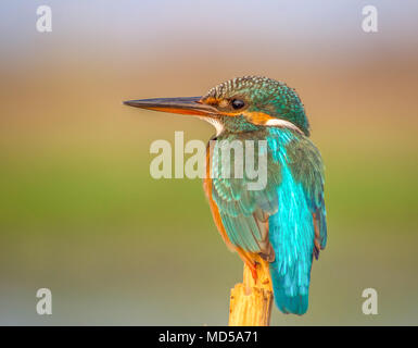 Kingfisher resting on a perch Stock Photo