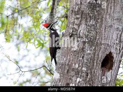Pileated Woodpecker perched on Live Oak trunk. Stock Photo