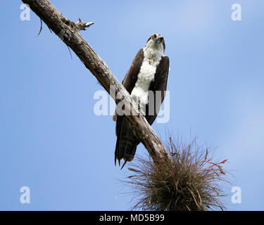 Osprey perched on branch Stock Photo