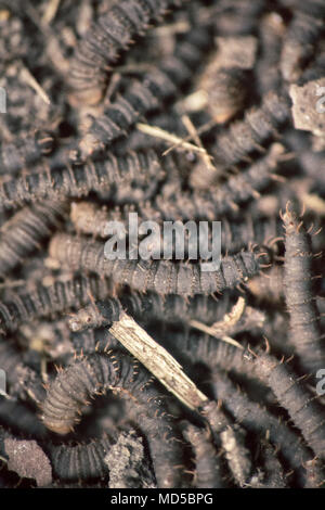 A lot of swarming worms in ground. Grave worms, death worm (And they shall lie down alike in the dust, and the worms shall cover them. Bible). Larvae, Stock Photo