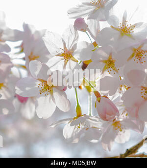 Cherry blossom with backlight Stock Photo