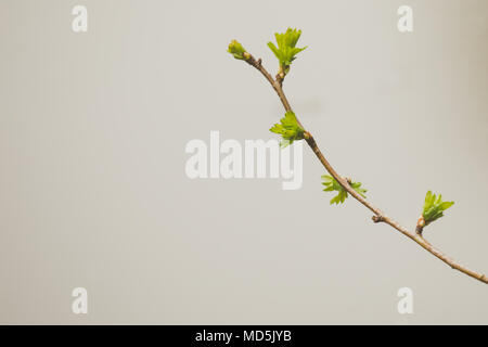 Twig with small green shoots on plain off-white background Stock Photo