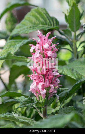 Justicia carnea. Brazilian plume flower Stock Photo