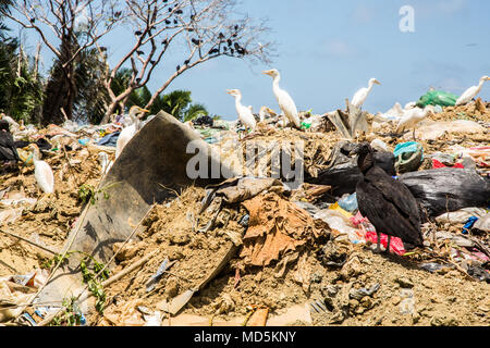 180321-A-YI894-0091 PUERTO CORTES, Honduras (March 21, 2018) Various birds stands amongst trash during Continuing Promise 2018. U.S. Naval Forces Southern Command/U.S. 4th Fleet has deployed a force to execute Continuing Promise to conduct civil-military operations including humanitarian assistance, training engagements, and medical, dental, and veterinary support in an effort to show U.S. support and commitment to Central and South America. (U.S. Army photo by Spc. Brandon Best/ Released) Stock Photo