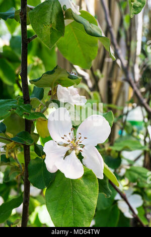 Flowers of the quince tree, Cydonia oblonga 'Champion'. Stock Photo