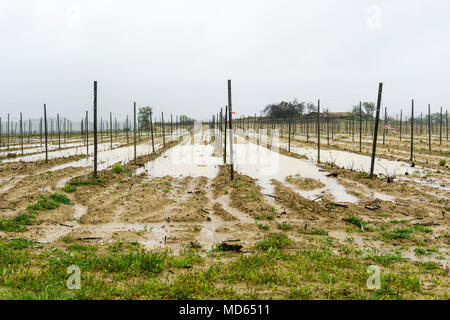 Partially flooded Languedoc vineyard in rainstorm. Stock Photo