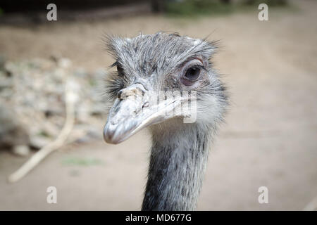 Ostrich looking in camera Stock Photo