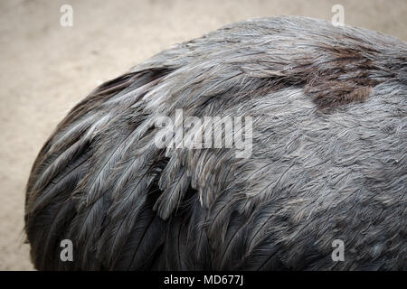 feathers of an ostrich Stock Photo