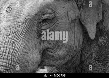 black white elephant in zoo Stock Photo