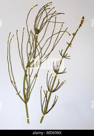 Herbarium sheet with Equisetum ramosissimum, the Branched horsetail, family Equisetaceae Stock Photo