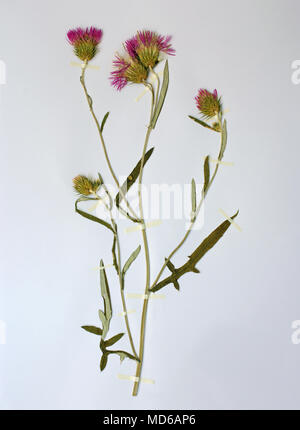 Herbarium sheet with Galactites tomentosa, the Purpure milk thistle or Boar thistle, family Asteraceae (Compositae) Stock Photo