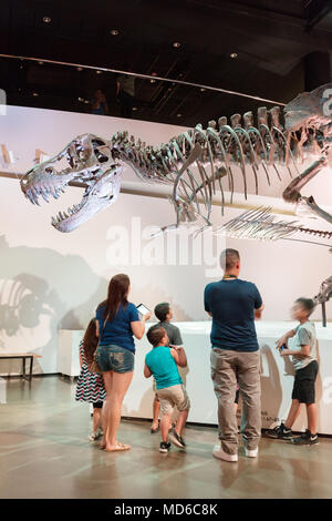 A family with adults and children looking at a Tyrannosaurus Rex fossil dinosaur in a dinosaur Museum, United States of America Stock Photo