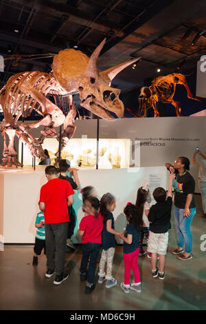 Children looking at a fossil skeleton of a Triceratops dinosaur, in a Dinosaur Museum,  USA Stock Photo