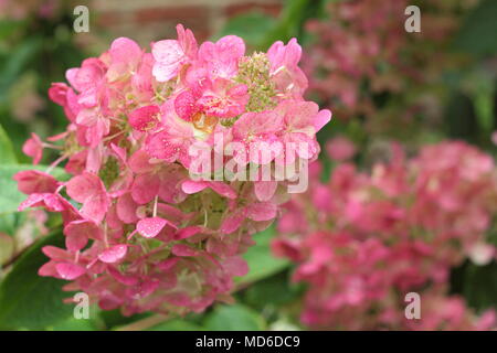 Hydrangea paniculata 'Magical Flame' flowers in full bloom in an English garden in late summer, UK Stock Photo