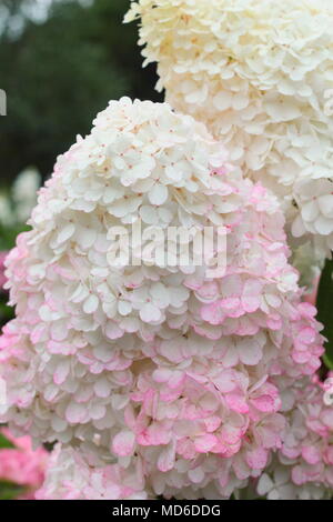 Hydrangea paniculata 'Vanille Fraise' ( flower in full bloom in an English garden in late summer, UK Stock Photo